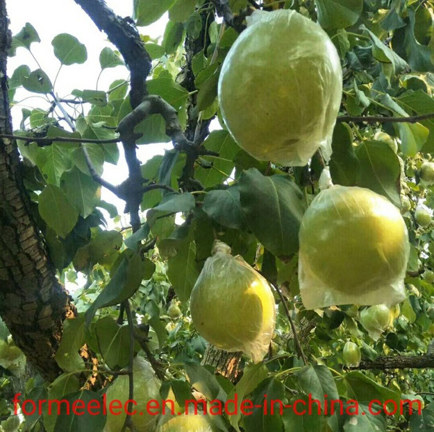 Fruit Pear Chinese Pear White Pear Hebei Ya Pear