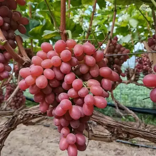 Hot Sale Fresh Red Sweet Grapes