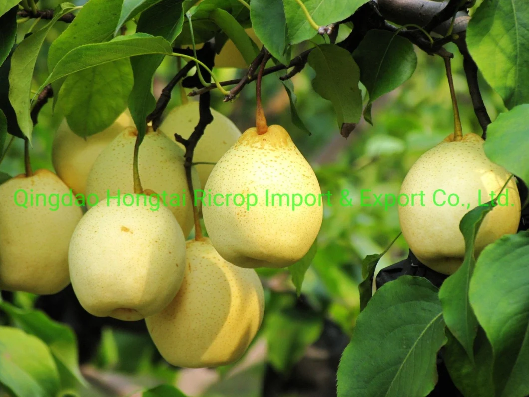 2022 New Crop Premium Quality Chinese Fresh Ya Pear
