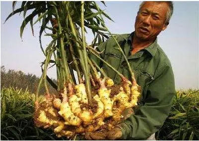 New Crop Fresh Ginger From China 100g, 150g, 200g and 250g