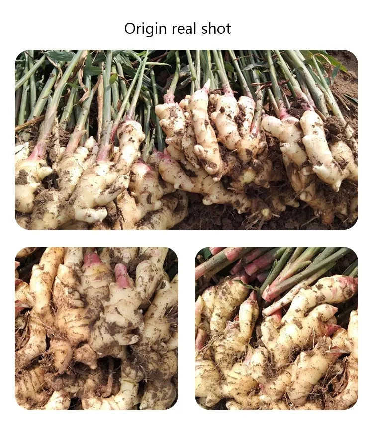 Fresh Dry Jengibre Buy Dried Ginger Buyers for Wholesale China Ginger Organic Ginger Fresh Food Ginger Health Food Dried Ginger for Sale Cheap Price