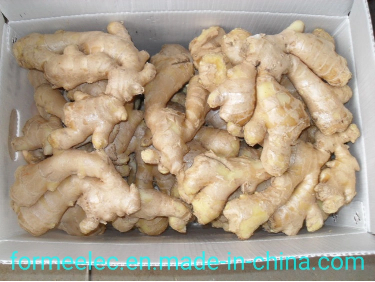 China Dry Ginger Chinese Ginger Air-Dried Ginger Fresh Ginger