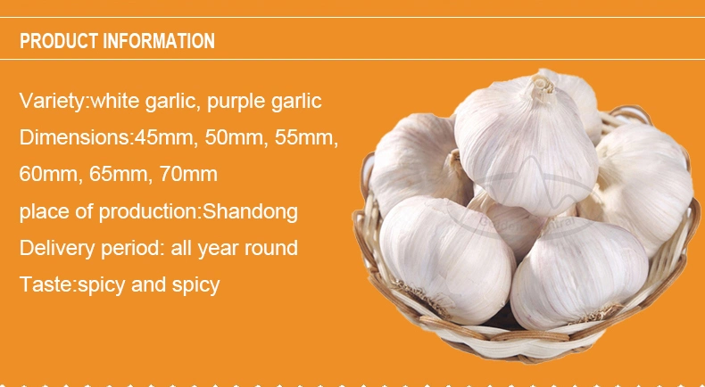 Top Quality Fresh Peeled Garlic