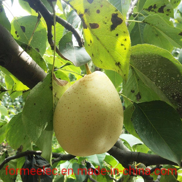 Fruit Pear Chinese Pear White Pear Hebei Ya Pear