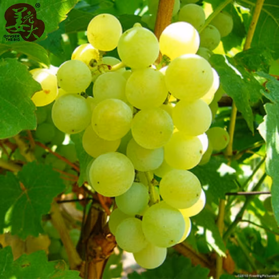 신장의 달콤한 고품질 청포도