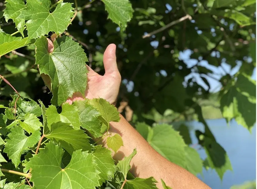 소금물에 담긴 플라스틱 통에 담긴 포도 잎