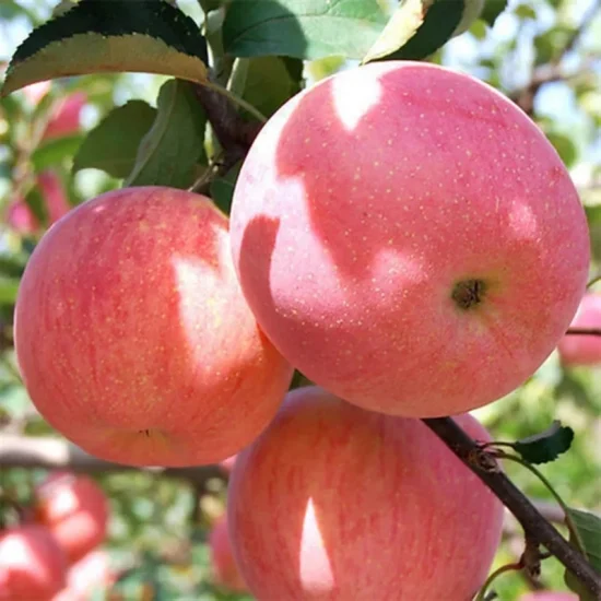 천연 사과 과일, 중국산 신선한 빨간색 FUJI 대량 신선한 사과 과일