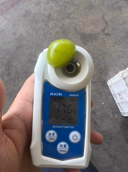 100% 천연 선샤인 신선한 녹색 포도 도매